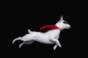 Colorado Canine Orthopedics Logo